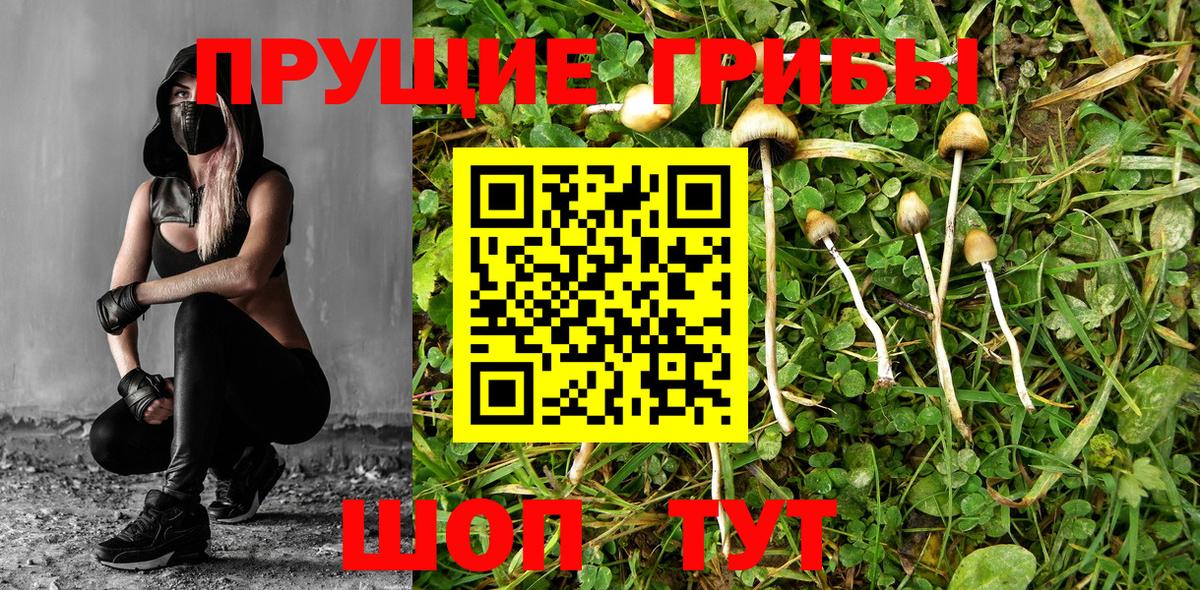 Псилоцибиновые грибы GOLDEN TEACHER  Галлюциногенные грибы Cubensis  Чернушка 